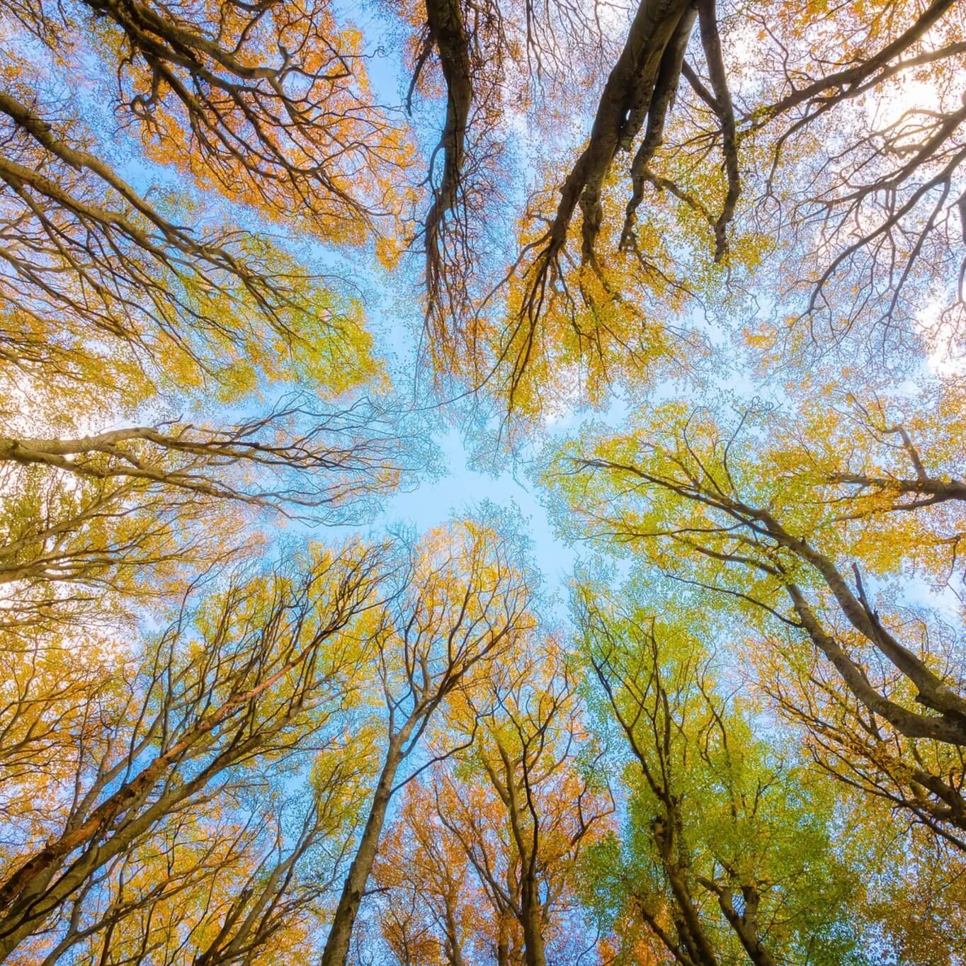 ΰ�¹���(victor1946)�ٷ���վ-Officials Website